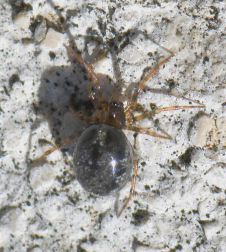 Réf. 249 861 : Enoplognatha sp.